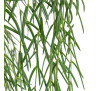 Хойя Лінеаріс -Hoya Linearis