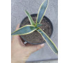 Агава варієгатна американська (Agave americana var)