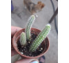 Кактус Хамецереус Сильвестра (Chamaecereus silvestrii)