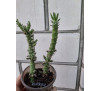 Кактус Аустроциліндропунція (Austrocylindropuntia)