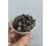 Ехеверія пурпурова (Echeveria Purpurosum)