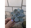 Граптопеталум парагвайський (graptopetalum paraguaise)