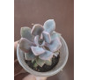 Граптоверія Деббі (graptoveria Debbie)