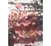 Молодило, семпервівум sempervivum Orange Glow
