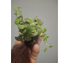 Плектрантус розпростертий (Plectranthus prostratus)