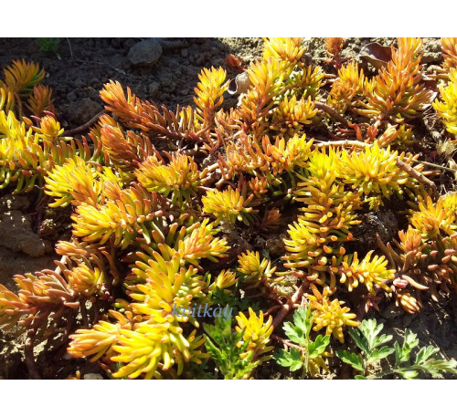 Очиток відігнутий Ангеліна (Sedum reflexum 'Angelina')
