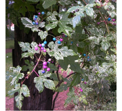 Виноградовник, амелопсис зернистий  (Ampelopsis grandulosa) 