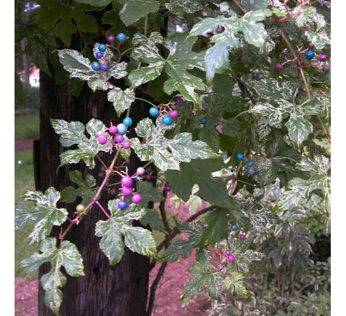Виноградовник, амелопсис зернистий  (Ampelopsis grandulosa) 