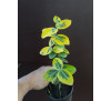 Бересклет , бруслина Форчуна 'Emerald'n Gold' (Euonymus  fortunei 'Emerald'n Gold') 
