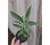 Буддлея Давида Блек Найт (Buddleya davidii Black Knight)