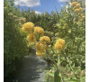 Будлея Санголд (Buddleja weyeriana «Sungold»)