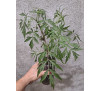Бузина чорна Блек Лейс (Sambucus nigra ‘Black Lace’)