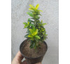  Бересклет японський (Euonymus japonicus) "Microphyllus"