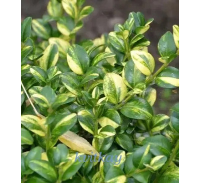 Самшит вічнозелений строкатолистний Ауреа (Buxus sempervirens var. Aurea )