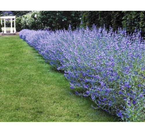 Каріоптеріс кладонський, насіння (Caryopteris х clandonensis)