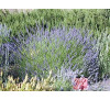 Лаванда Гроссо (Lavandula intermedia Grossow)