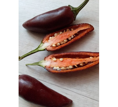 Насіння гострого перцю Jalapeno brown (Халапеньо шоколадний (коричневий) ) 