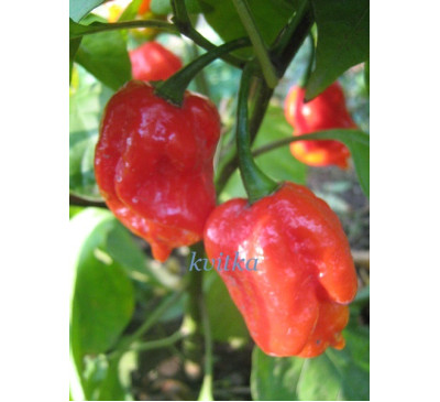 Насіння перцю гострого Тринидад Скорпіон Червоний (Trinidad Scorpion Red)