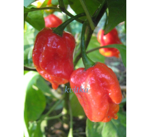 Насіння перцю гострого Тринидад Скорпіон Червоний (Trinidad Scorpion Red)