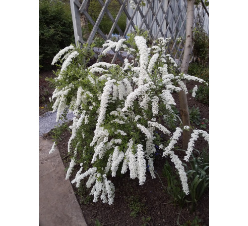 Спірея сіра (Spiraea cinerea )