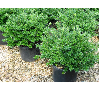 Самшит (Буксус) вічнозелений (Buxus sempervirens )