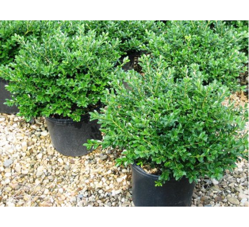 Самшит (Буксус) вічнозелений (Buxus sempervirens )