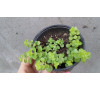 Очиток Огон (Sedum 'Ogon')