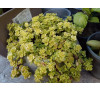 Очиток Огон (Sedum 'Ogon')