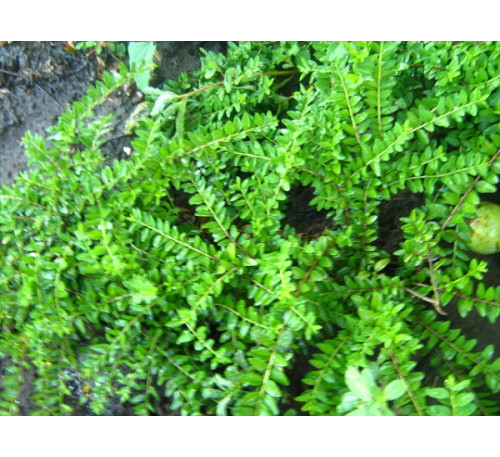 Жимолость шапкова китайська (L. pileata)