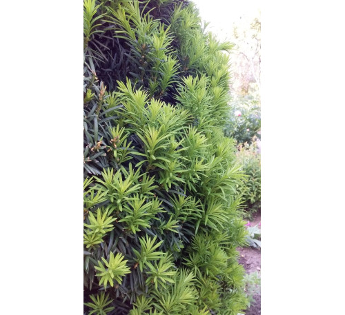 Тис ягідний, або європейський ( Taxus baccata )