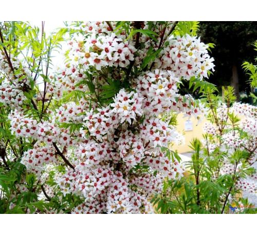 Ксантоцерас або чекалкін горіх (Xanthoceras), насіння